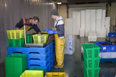 Richard Hogg and Stuart are keeping velvet crabs in boxes in Pittenweem fish market for transportation, October 2011.