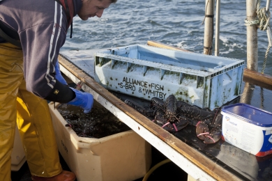 Richard Scott keeps the lobsters in a water tank after catching them on board of his lobster boat Fiona S in the Firth of Forth in Scotland in October 2011.