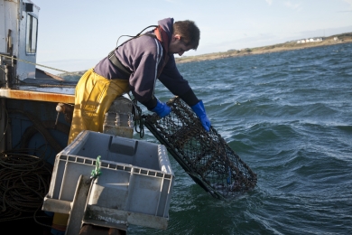Richard Scott hauls a creel that wrapped itself round his own creels  on bvoard of his lobster boat 'Fiona S' in the Firth of Forth in Scotland in October 2011.