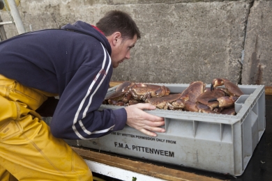 Richard Scott is unloading his catch of the day that consists of brown crabs, velvet crabs and lobsters in Pittenweem harbour in Scotland in Ocotber 2011.